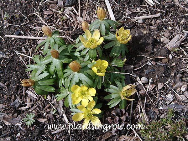 The yellow cup-shaped flowers sit on a whorl of green bracts.